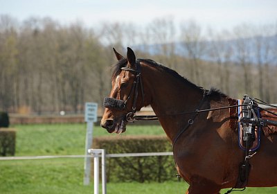 DSC04989 Belgino