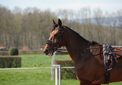 DSC04990 Belgino
