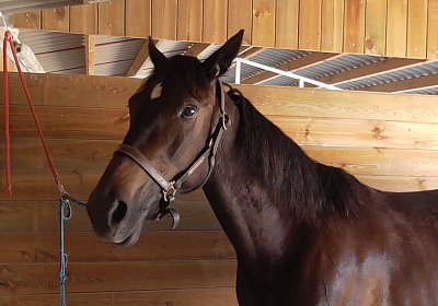 zS1300016 Timoa Sieg