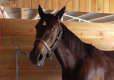 zS1300017 Timoa Sieg