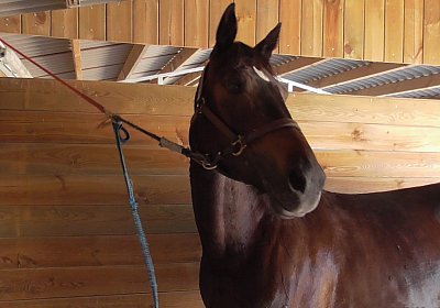 zS1300019 Timoa Sieg