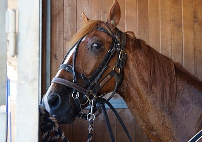 DSC09429 Quodiak 10 juli 15