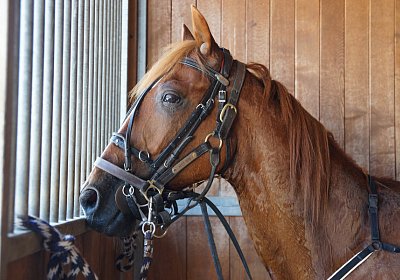 DSC09438 Quodiak 10 juli 15