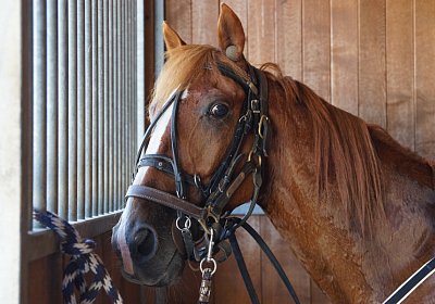 DSC09445 Quodiak 10 juli 15