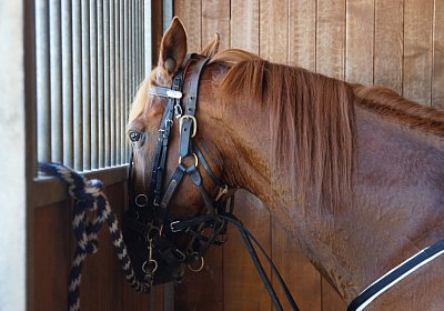 DSC09447 Quodiak 10 juli 15