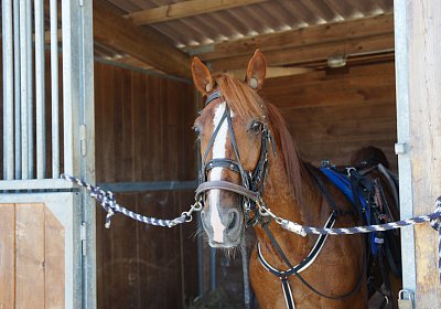 DSC09454 Quodiak 10 juli 15