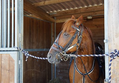 DSC09458 Quodiak 10 juli 15