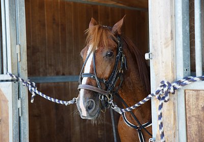 DSC09464 Quodiak 10 juli 15