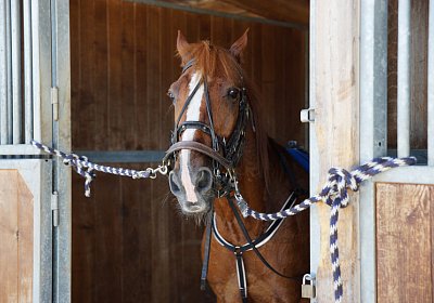 DSC09466 Quodiak 10 juli 15