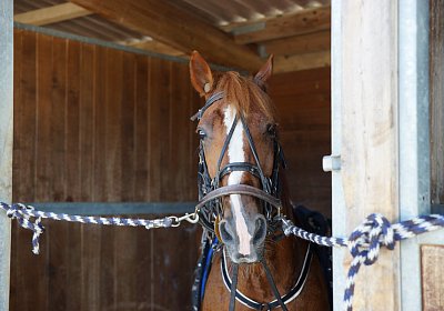 DSC09470 Quodiak 10 juli 15