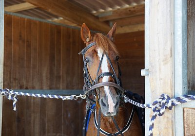 DSC09475 Quodiak 10 juli 15