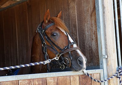 DSC09483 Quodiak 10 juli 15