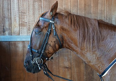 DSC09581 Quodiak 10 juli 15