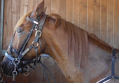 F S1360005 Quodiak 10 juli 15