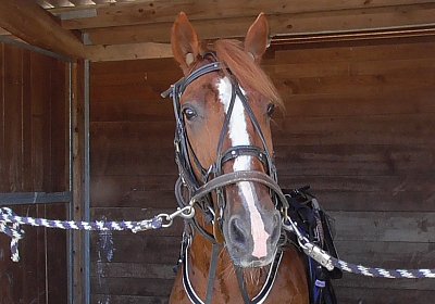 F S1360007 Quodiak 10 juli 15