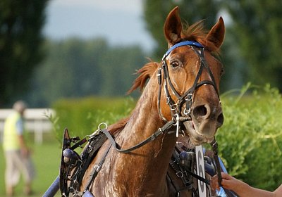 scs 170530 0120 Tilleul d Anjou