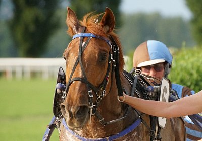 scs 170530 0121 Tilleul d Anjou