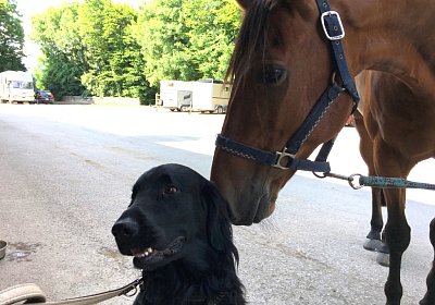 zz Rebus Jester IMG 6710