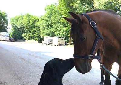 zz Rebus Jester IMG 6711