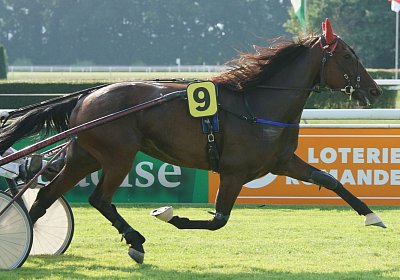 mb DSC02692 Semola GK