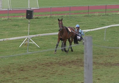 a Top Winner Saignelegier S2080021 (Andere)