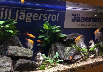Fiddlesticks Jaegersro 2dez2017 IMG 3808 (36)