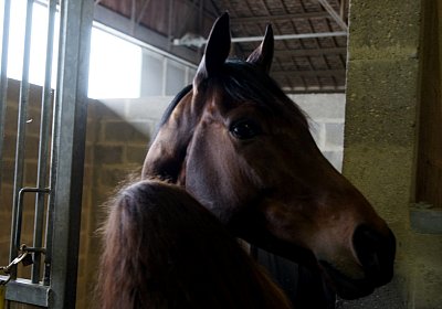 2018 03 22 Jungle Fontainebleau DSC07190