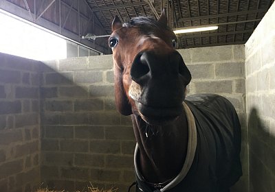 2018 03 22 Jungle Fontainebleau IMG 8272