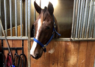 Avenches 7april2019 Vegas IMG 3972