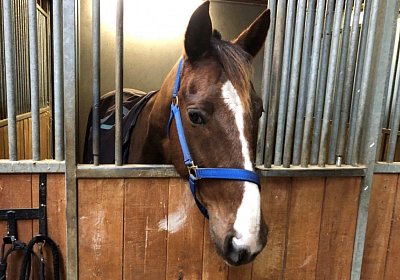 Avenches 7april2019 Vegas IMG 3973
