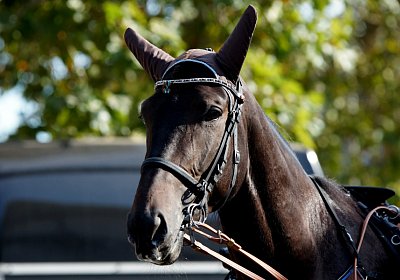 DSC05897 Black Berlin Derby-2020