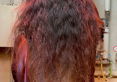 Av 14 04 21 K IMG 5625 Vessillo