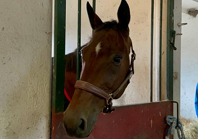 Montegiorgio Reise Rushmore 13 nov21 IMG 8916 Rushmore Mailand