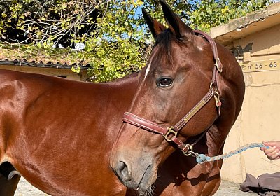 Montegiorgio Rushmore 14 nov21 IMG 9176