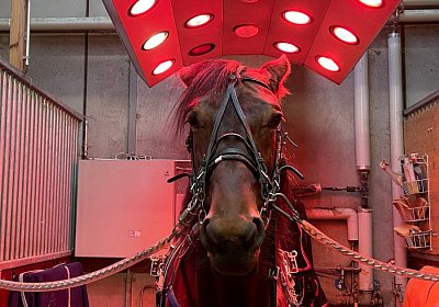 Boris 23 nov21 Boris IMG 9632