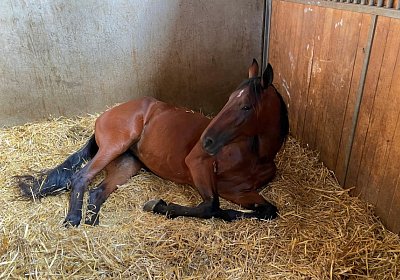 Av 9August2022 Achille Noon IMG 6969 Divina