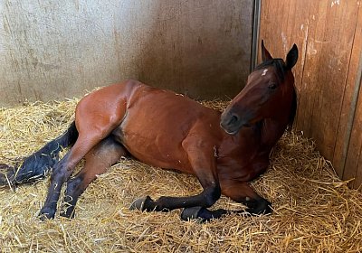 Av 9August2022 Achille Noon IMG 6970 Divina