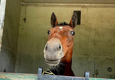 2022 10 14 MilanoIMG 1553 Rushmore