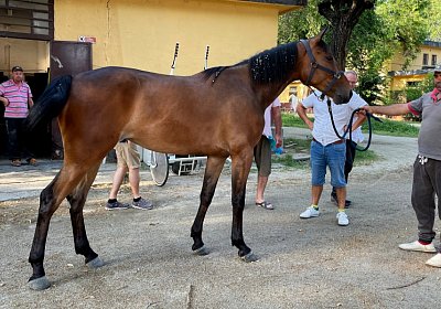2023 06 23 Turin IMG 4036 La Formidable