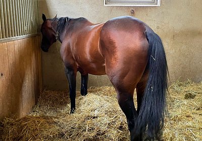 2023 09 16 Avenches IMG 8940 Alcide
