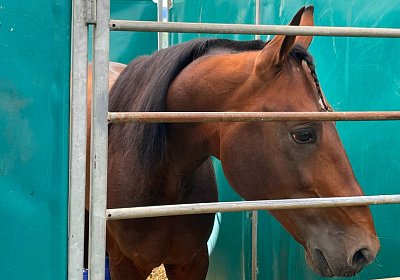 2023 09 17 Aarau IMG 9208 Alcide