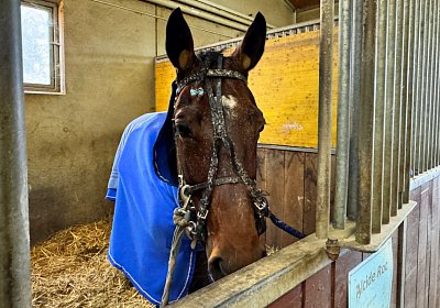 2023 11 28 Avenches IMG 0442 Alcide