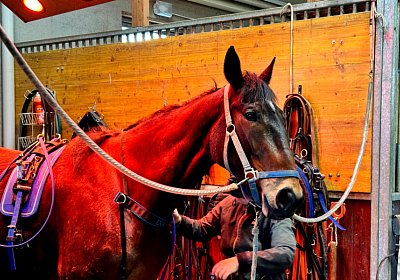 2024 03 21 Av IMG 6686 Ina