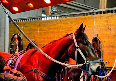 2024 03 21 Av IMG 6687 Ina