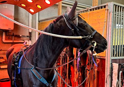 2024 03 21 Av IMG 6690 King