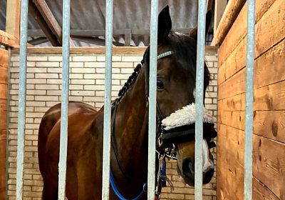 2024 04 01 Frauenfeld IMG 7510 Fandango