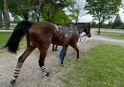 2024 05 05 Dielsdorf M IMG 0077 Fandango