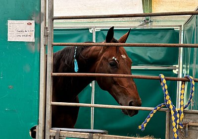 2024 08 25 Aarau IMG 8300 Alcide