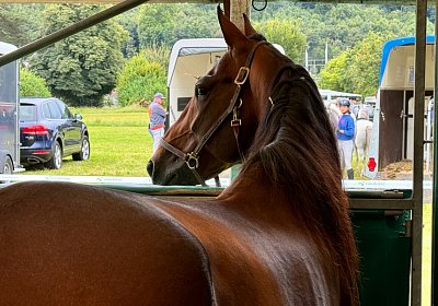 2024 08 25 Aarau IMG 8302 Alcide