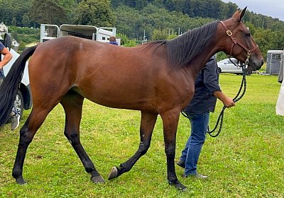 2024 08 25 Aarau IMG 8317 Divina